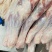 羔羊前腿，9.5公斤6.78条