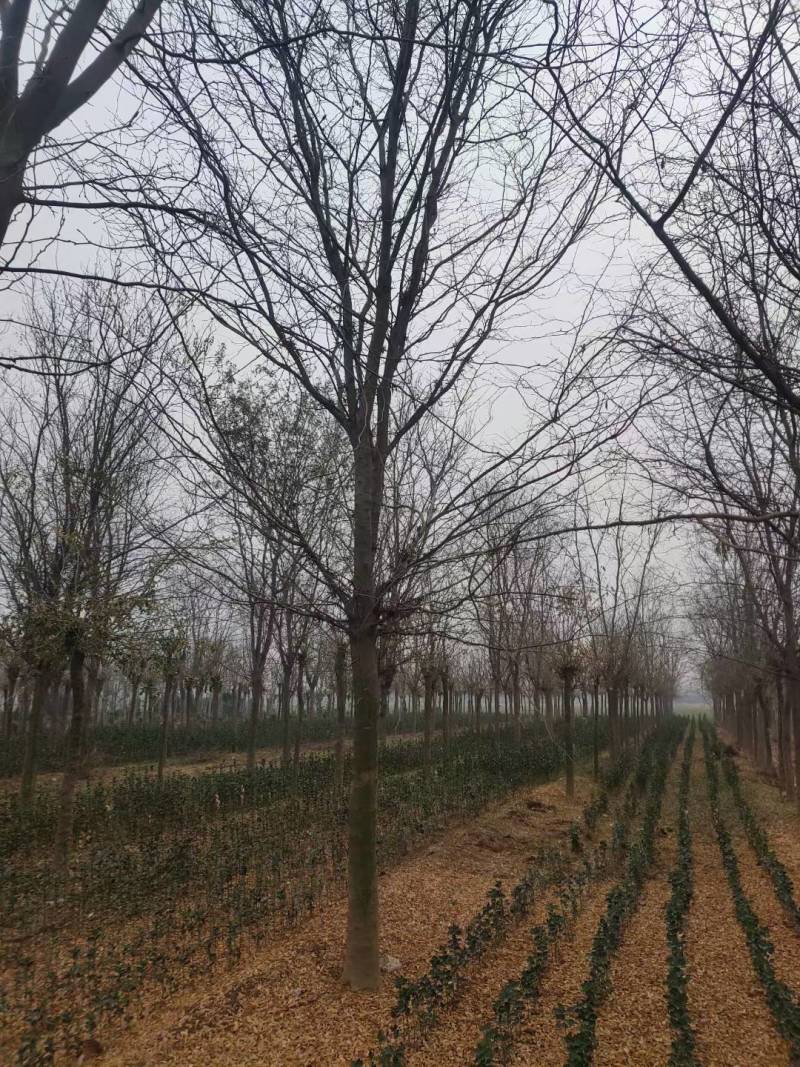 8公分皂角树10公分20公分皂角树视频看货