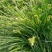 园林绿化，花草种秄