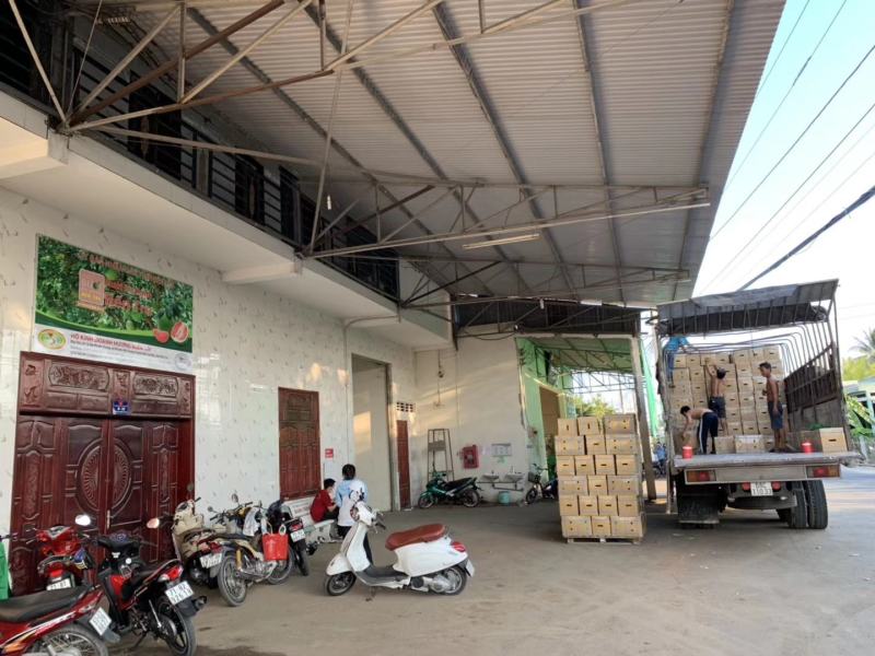 越南进口红心青皮红心柚产地一手货源直销批发