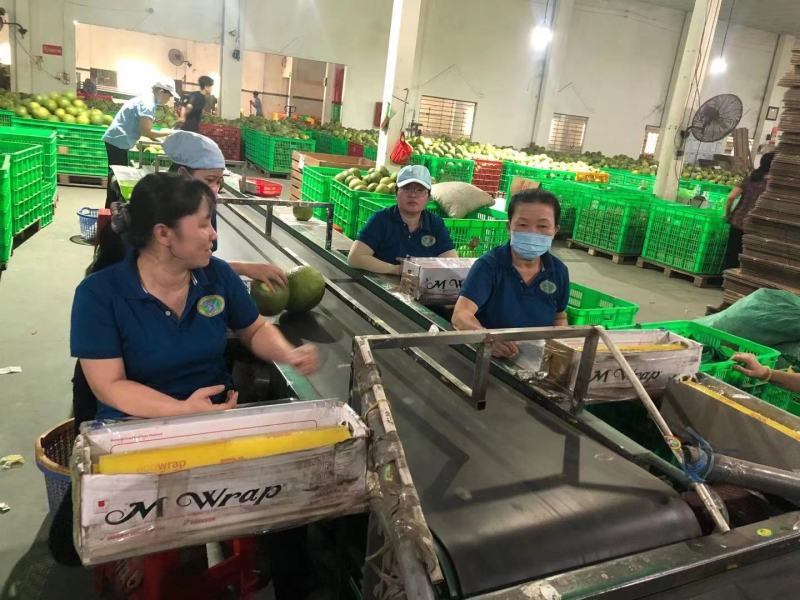 越南进口红心青皮红心柚产地一手货源直销批发