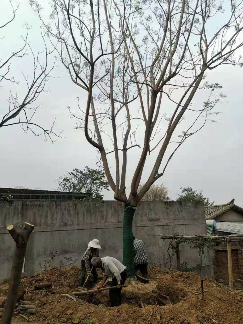 攀枝花各规格蓝花楹~现货~量大从优，欢迎各老板来实地考察