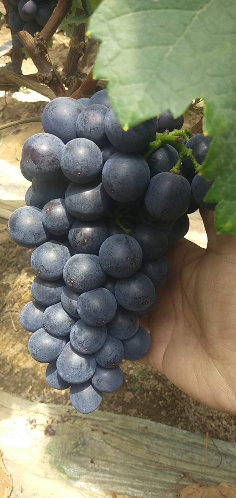 夏黑葡萄5%以下1~2斤，颜色黑，口感杠杠的。