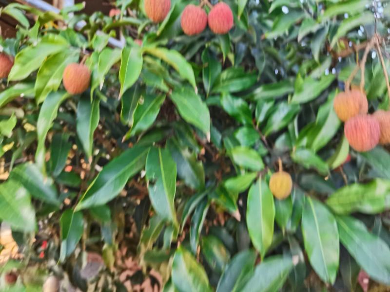 白糖罂荔枝