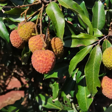 白糖罂荔枝
