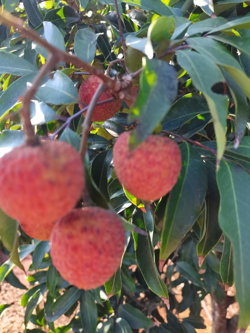 白糖罂荔枝