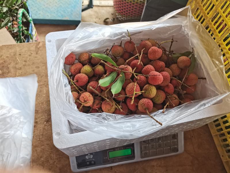白糖罂荔枝