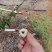 白糖罂荔枝