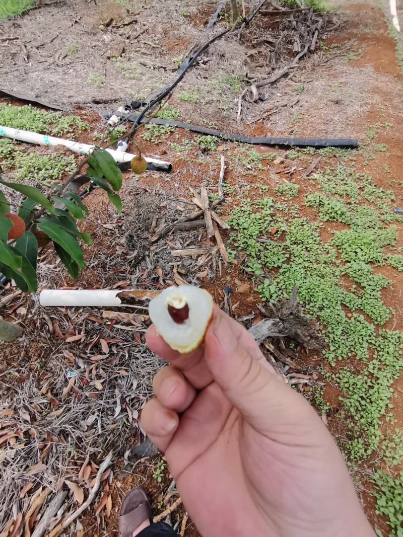 白糖罂荔枝