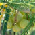 橄榄苗，滇橄榄苗，油甘果苗，滇橄榄嫁接苗，橄榄袋苗