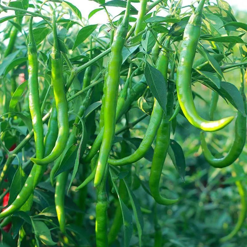 精品鲜辣椒（二荆条）产地直供基地种植量大从优