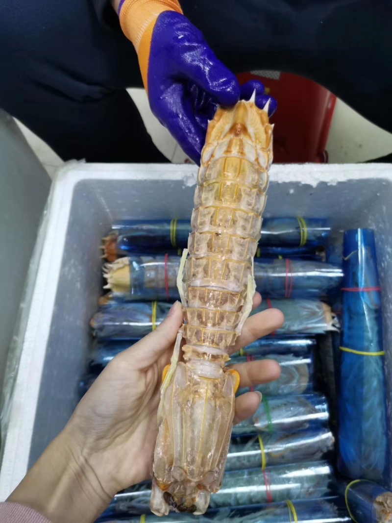 富贵虾