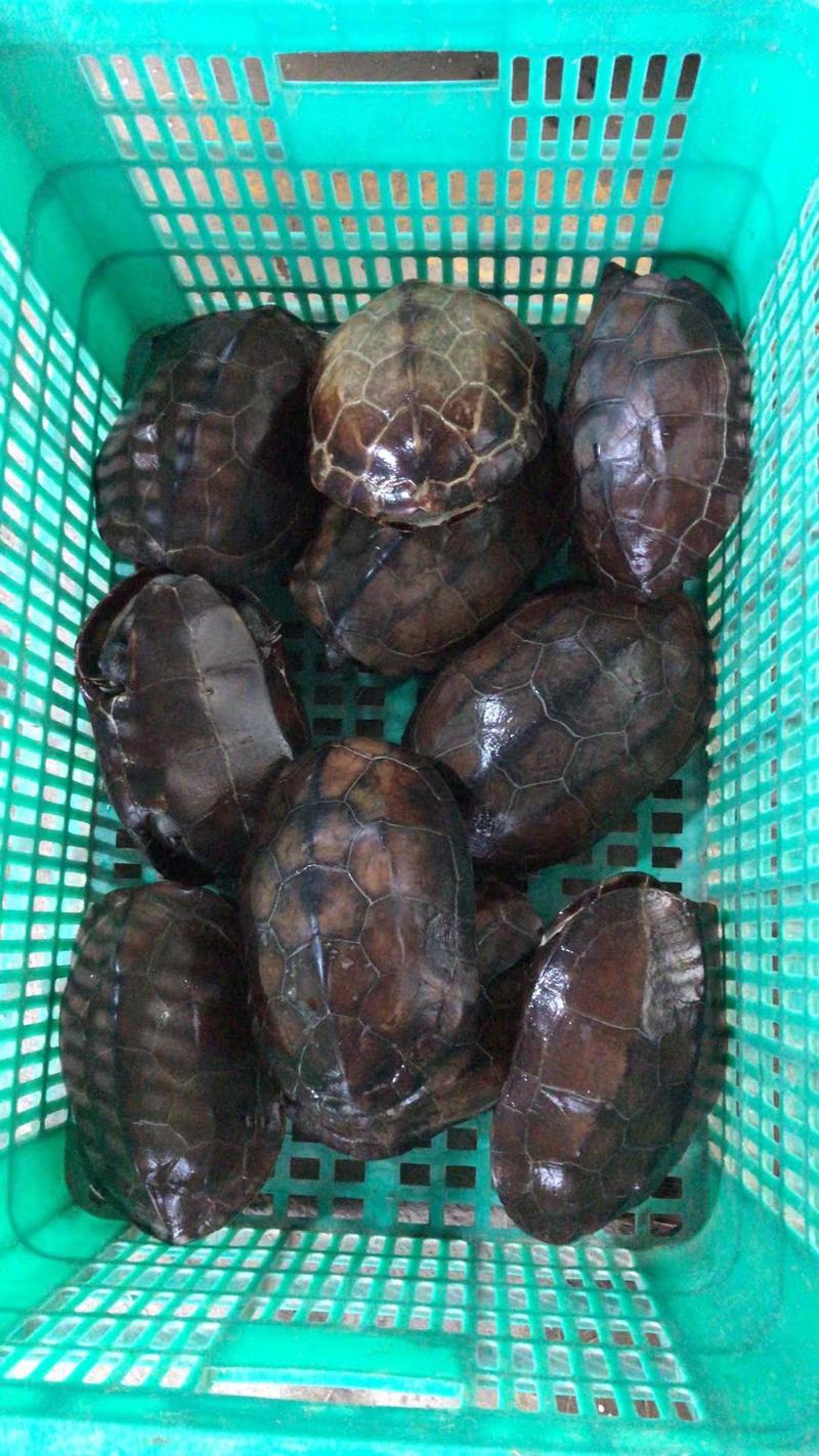 中华草龟，8年龟，稳产老种龟