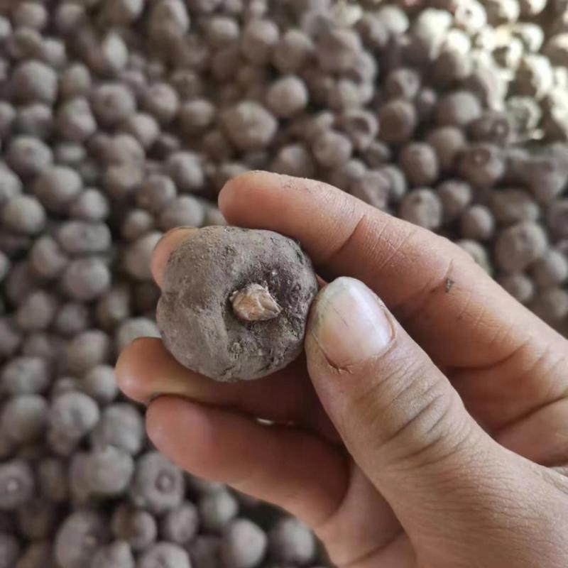魔芋一代魔芋、抗病性强、成活率高，免费提供种植技术服务
