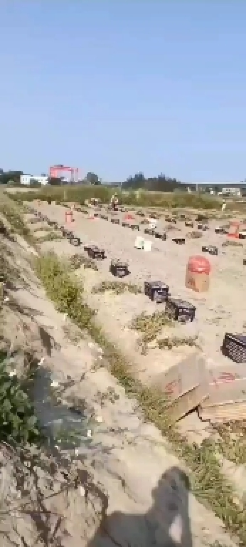 红薯