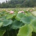 藕带藕尖新鲜的藕芽菜尖长又白脆量大可议价