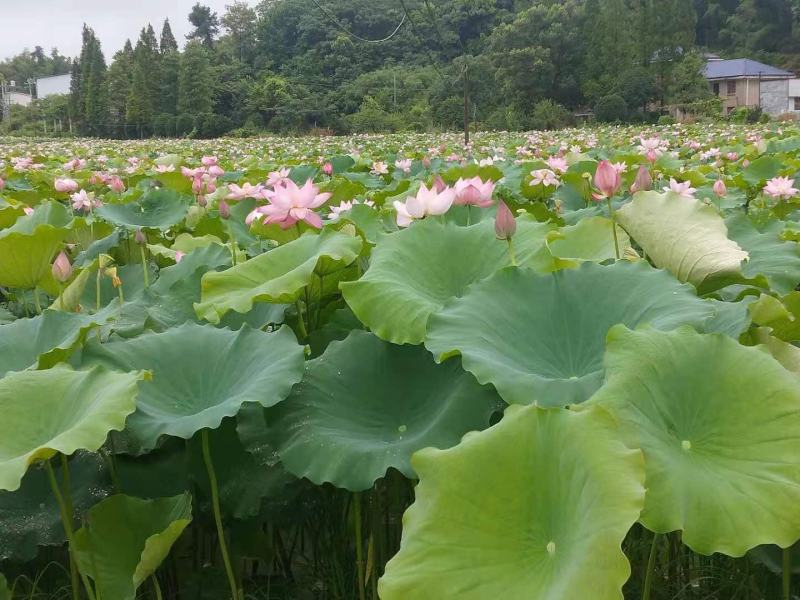 藕带藕尖新鲜的藕芽菜尖长又白脆量大可议价