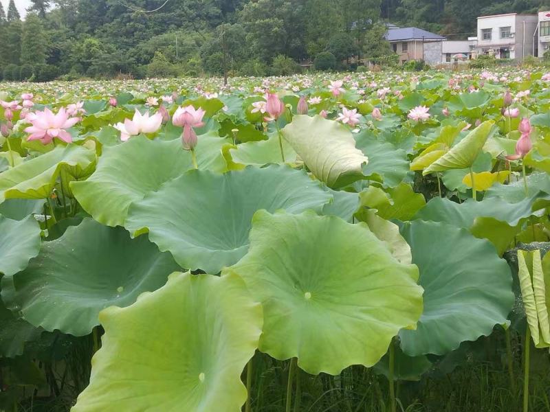 藕带藕尖新鲜的藕芽菜尖长又白脆量大可议价