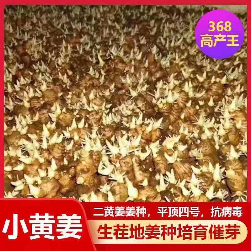 【推荐】生姜全国发货坏烂包赔【主推*电商出口商超市