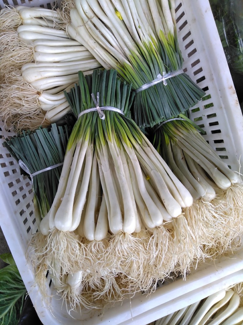 新鲜藠头