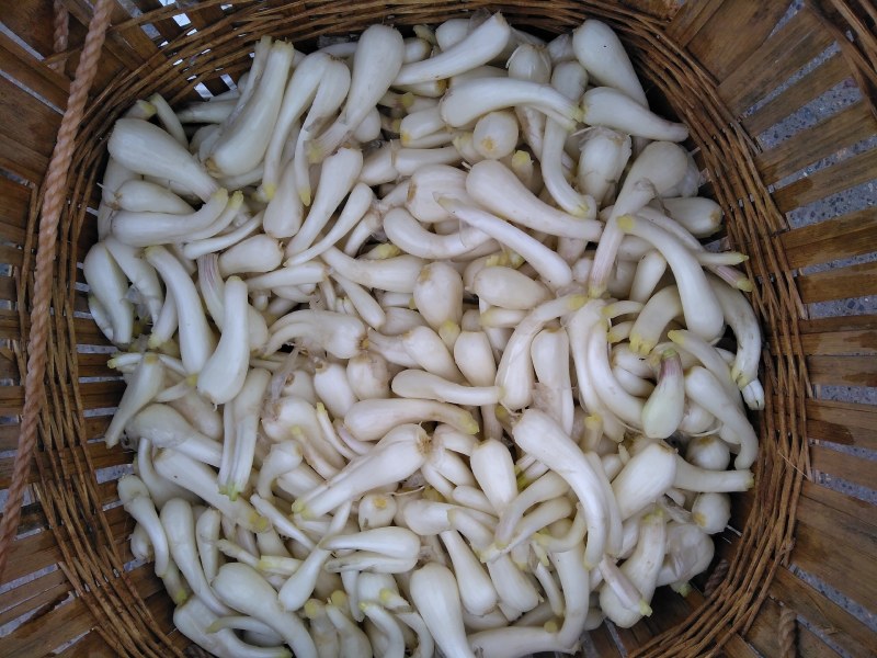 新鲜藠头