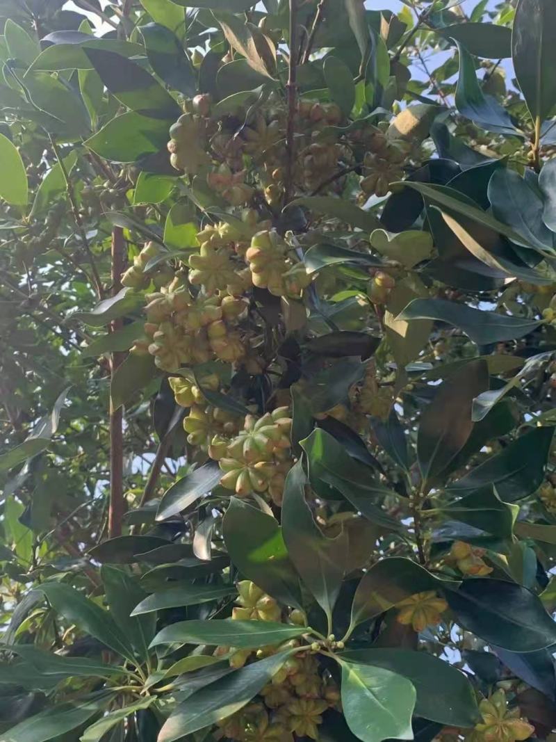 八角嫁接苗