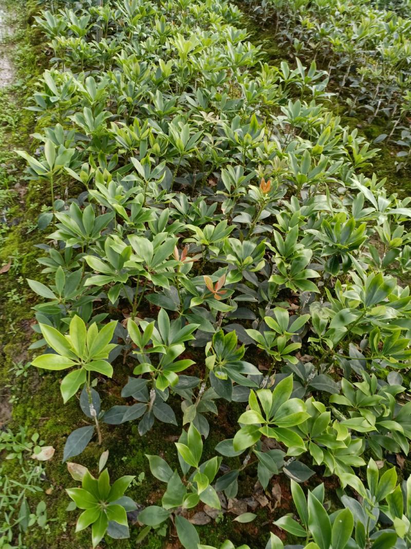 八角嫁接苗