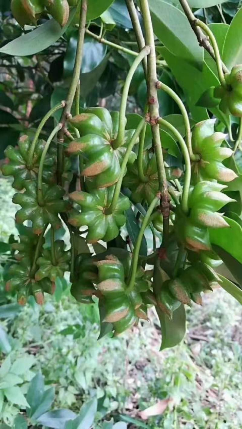 八角嫁接苗