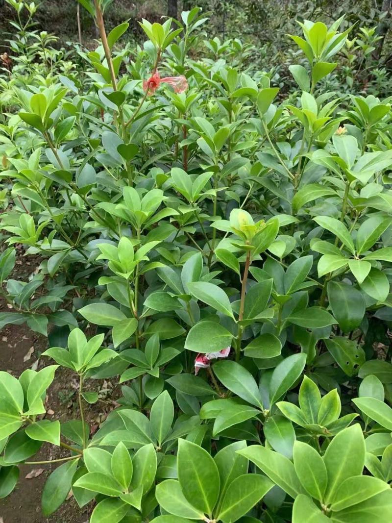 八角嫁接苗