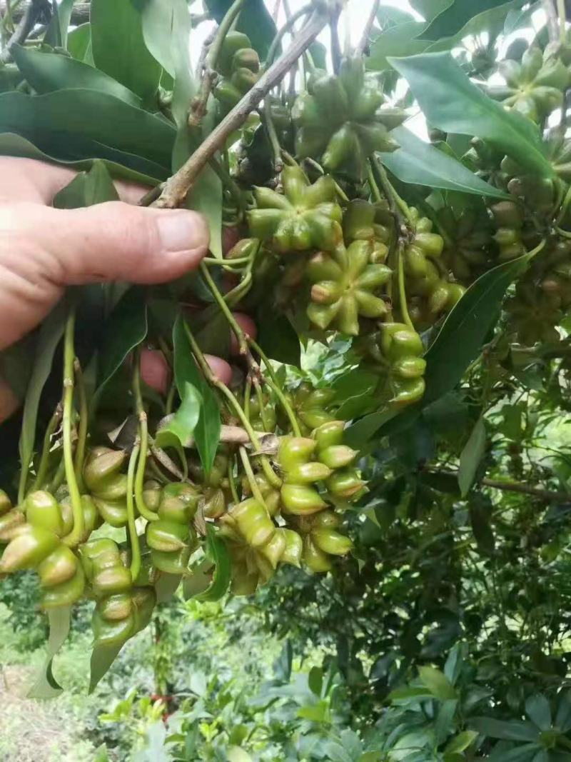 八角嫁接苗