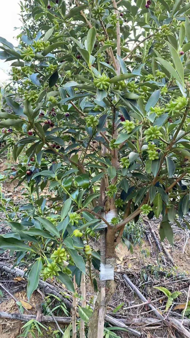 八角嫁接苗