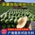 大量供货【徐哥】新彊安农2号西瓜俗称炮蛋瓜个头大甜度高