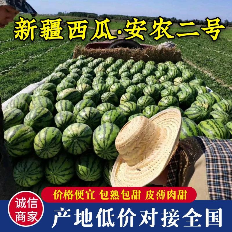 大量供货【徐哥】新彊安农2号西瓜俗称炮蛋瓜个头大甜度高