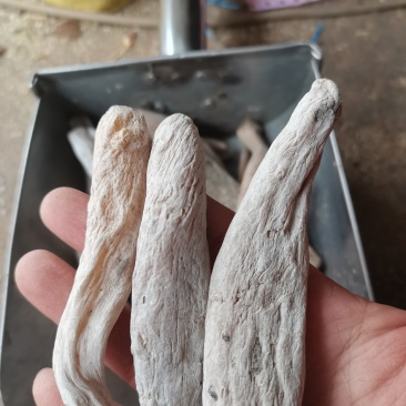 紫茉莉根入地老鼠茉莉花根实物拍摄支持7天无理由退换货
