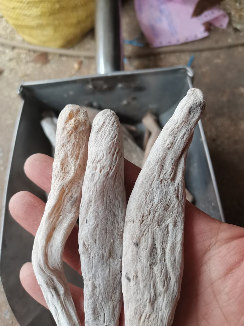 紫茉莉根入地老鼠茉莉花根实物拍摄支持7天无理由退换货