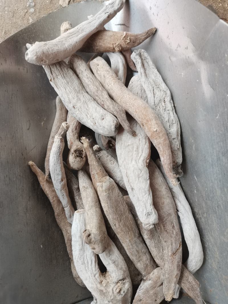 紫茉莉根入地老鼠茉莉花根实物拍摄支持7天无理由退换货