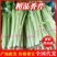 山东芹菜山东香芹优质标准香芹大量上市价格合理,