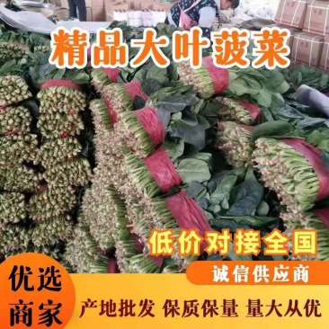 山东菠菜优质大叶菠菜,量大叶青无土价格便宜量大从优