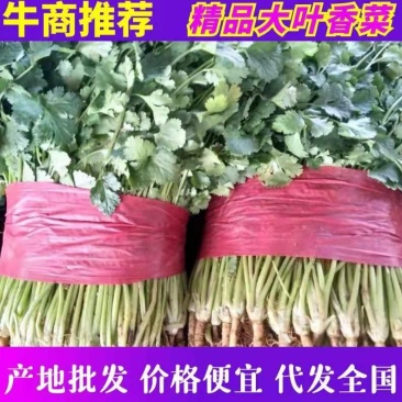 山东香菜精品大叶香菜大量上市,质量好,没烂叶,欢迎选购