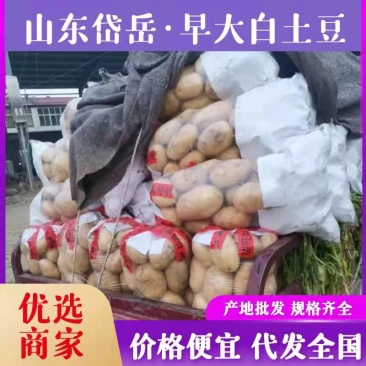 山东土豆早大白土豆大量上市，包地，个头大颜色正