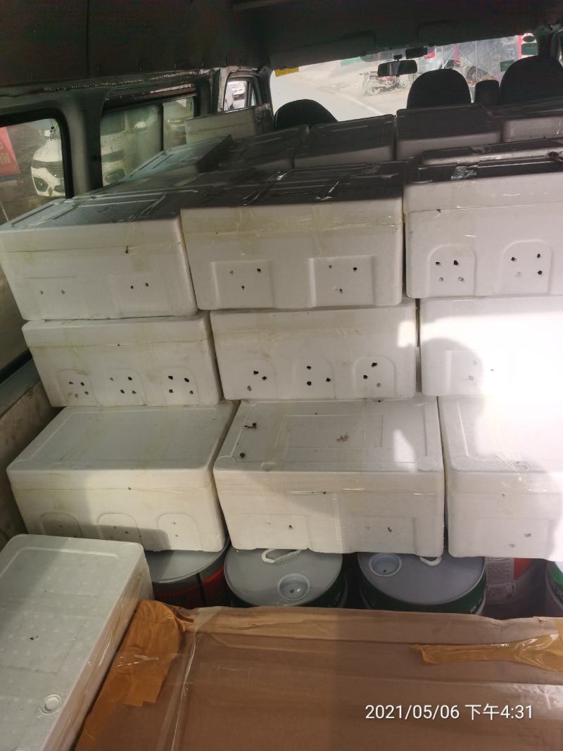 早红宝石大量上市中货量充足需要的老板电话联系