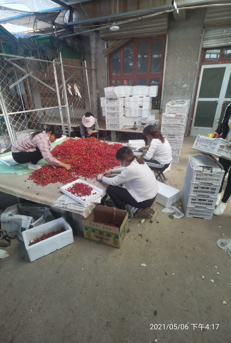 早红宝石大量上市中货量充足需要的老板电话联系