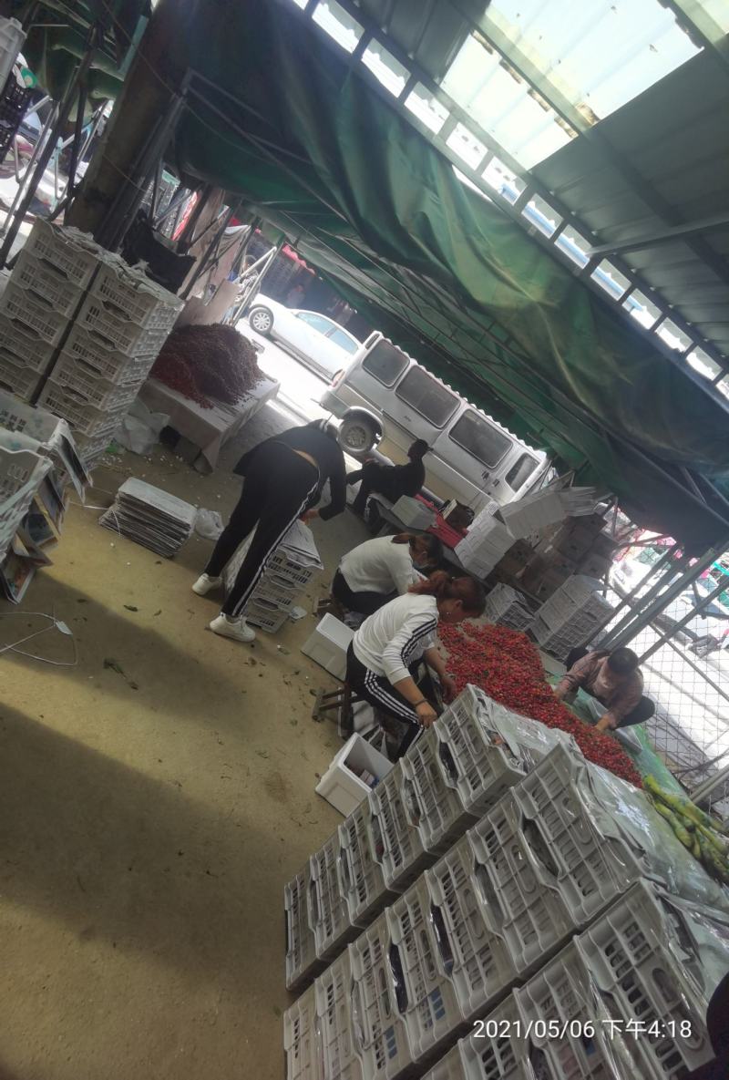早红宝石大量上市中货量充足需要的老板电话联系