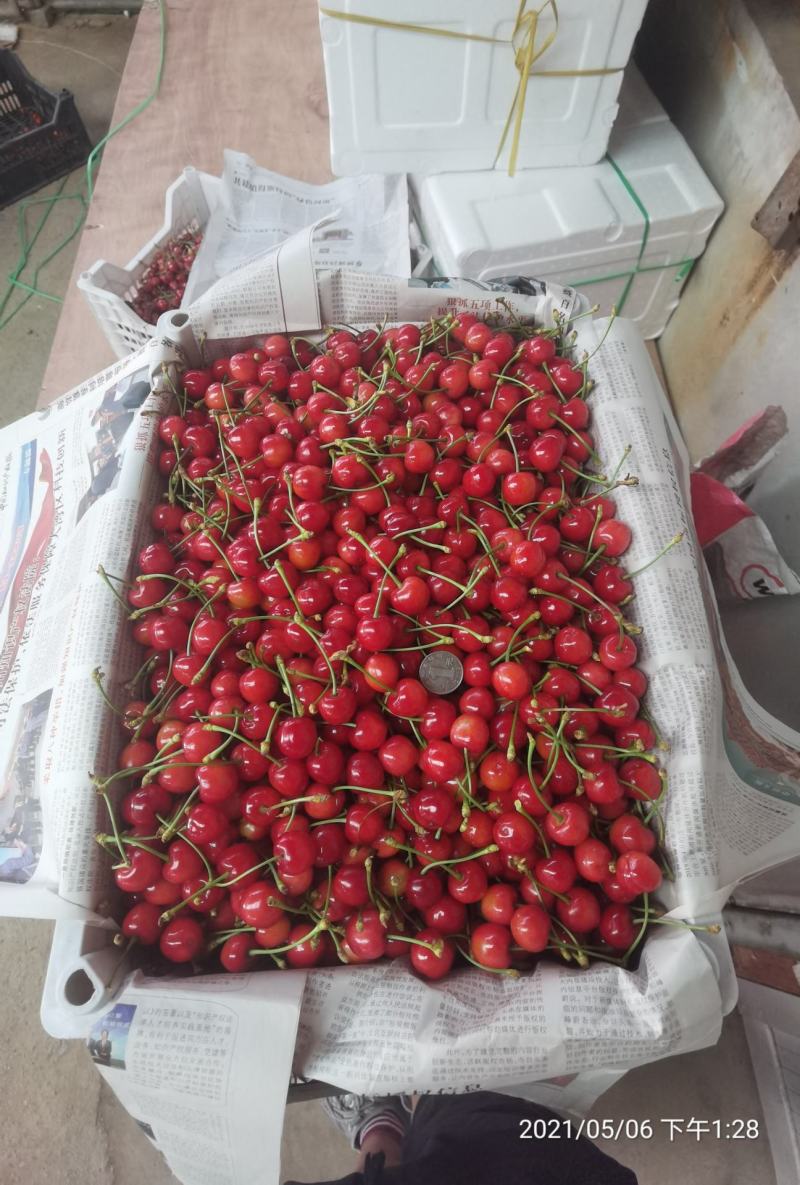 早红宝石大量上市中货量充足需要的老板电话联系