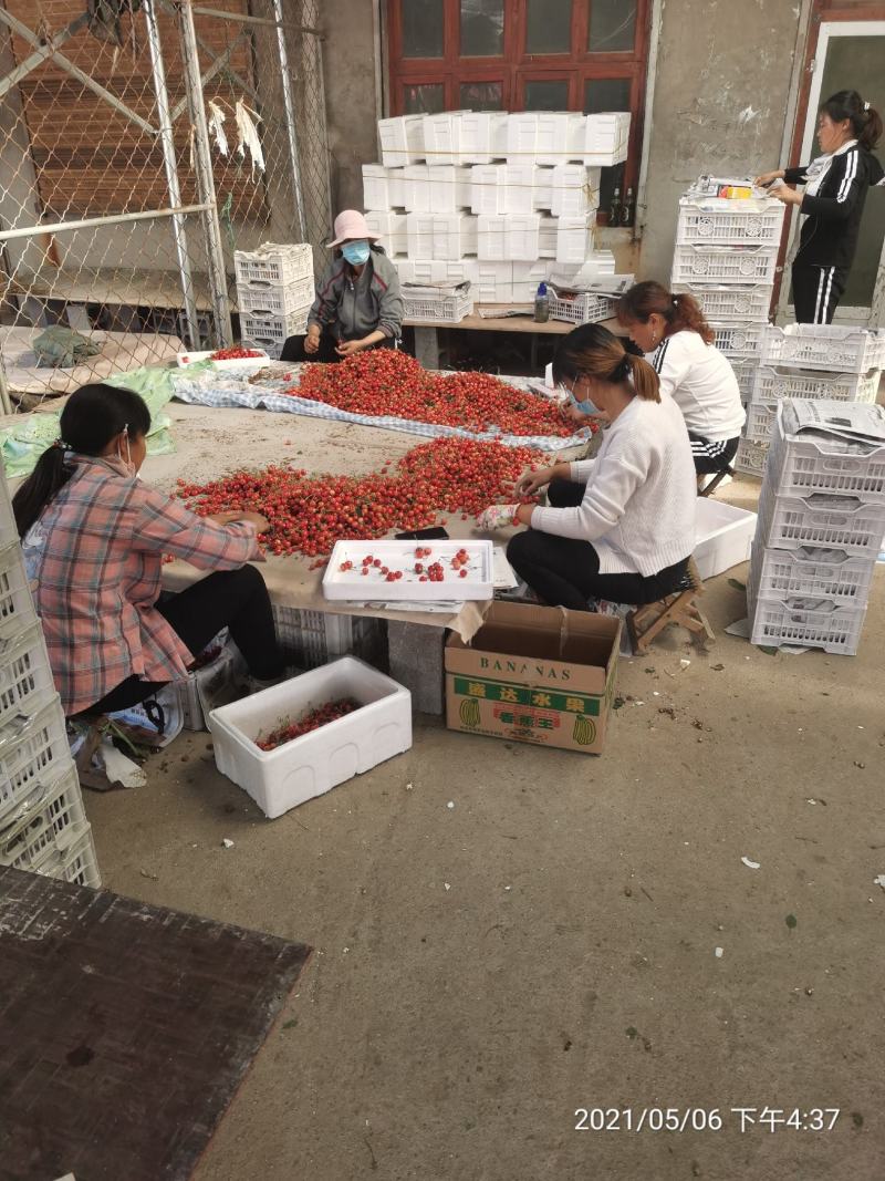 早红宝石大量上市中货量充足需要的老板电话联系