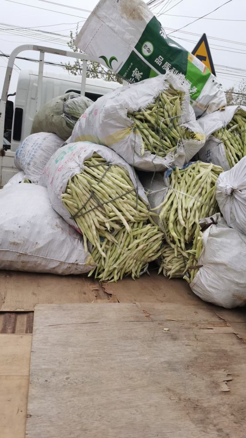 莒南县道口镇曹家庄子村芸豆大量上市现货现货