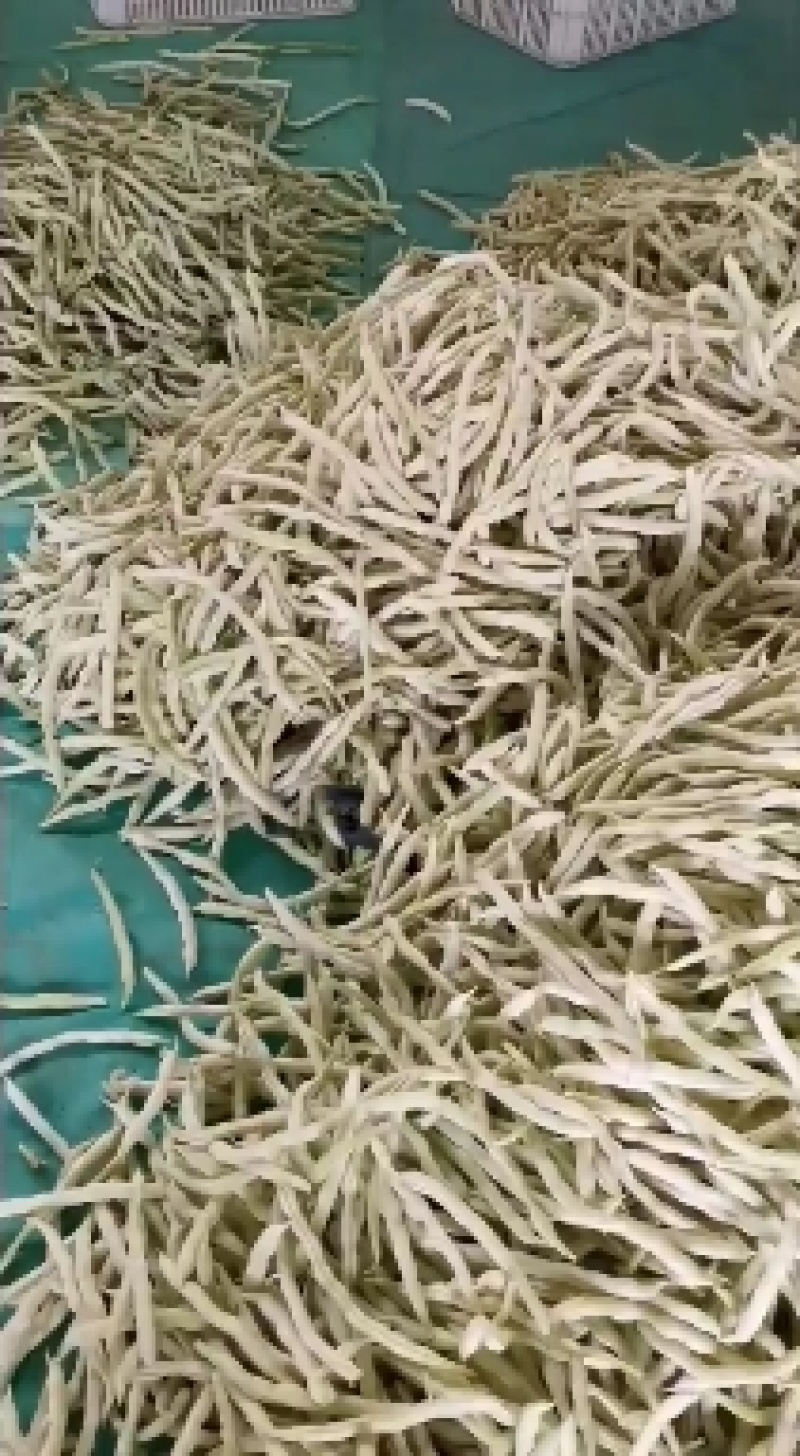 莒南县道口镇曹家庄子村芸豆大量上市现货现货