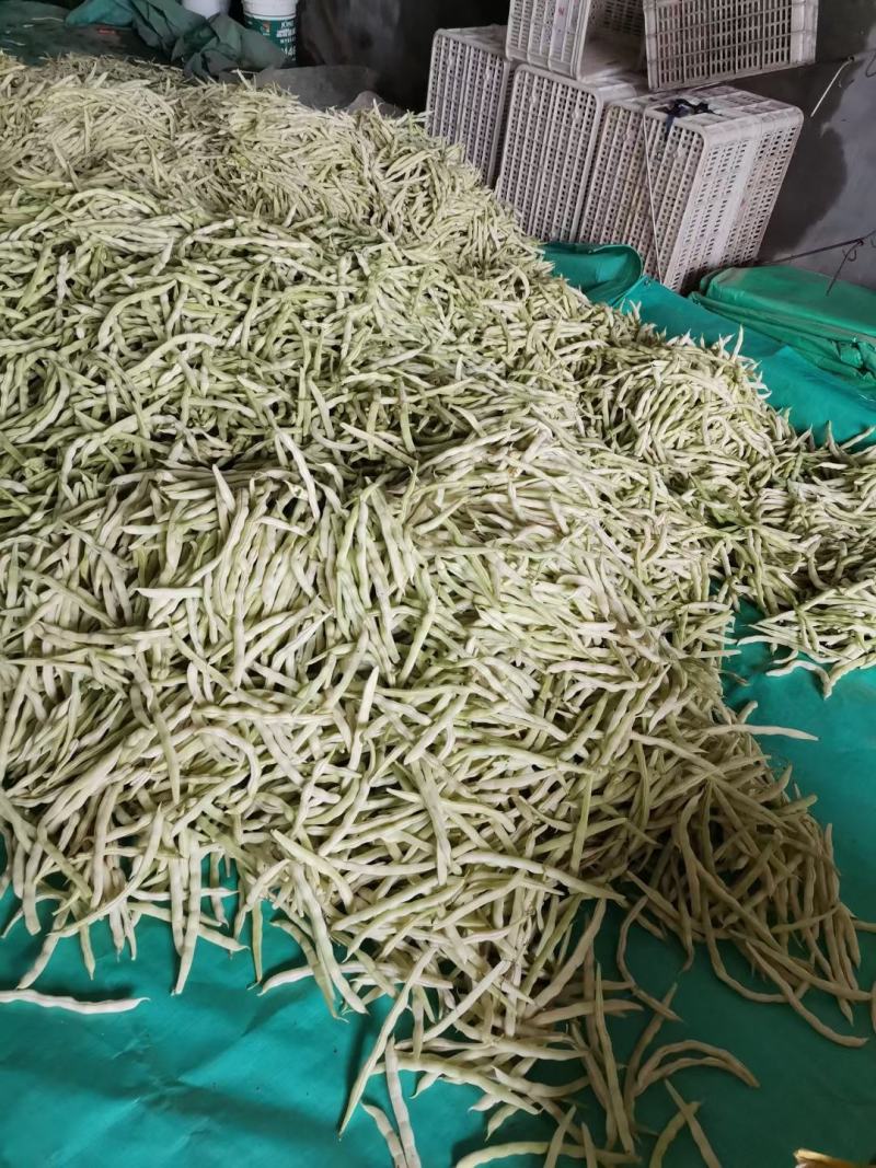 莒南县道口镇曹家庄子村芸豆大量上市现货现货
