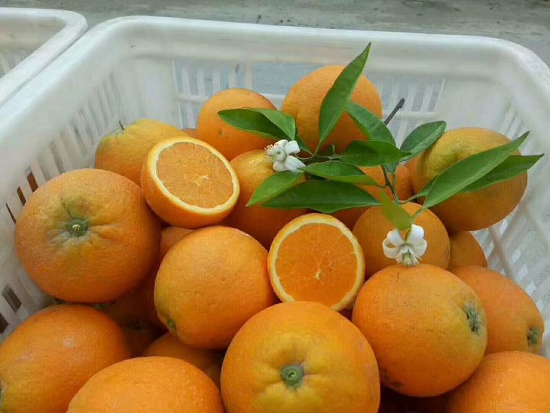 夏橙秭归产地直供，皮薄水分足，清香味美，对接各大电商平台