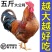 山东大公鸡现杀土公鸡农村散养老公鸡杂粮喂养新鲜鸡肉公鸡整